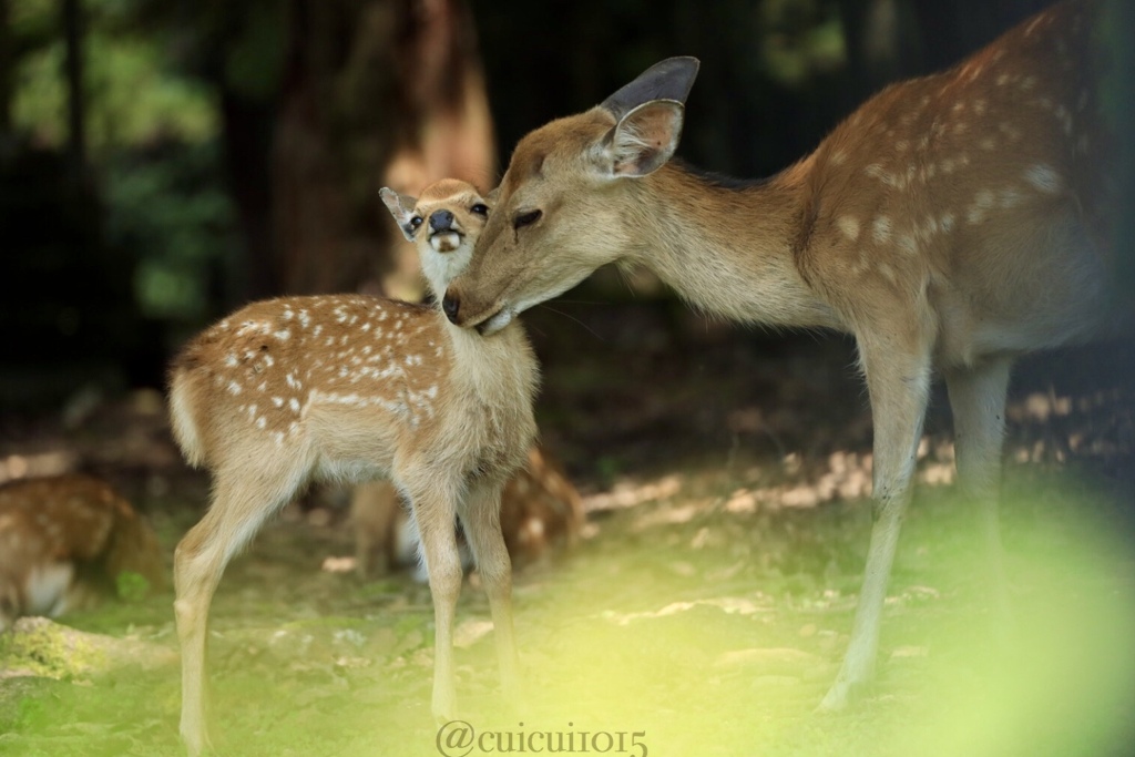 初夏の奈良公園