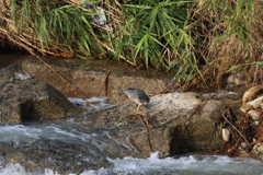 2020_08_02_IMG_3166_ササゴイ