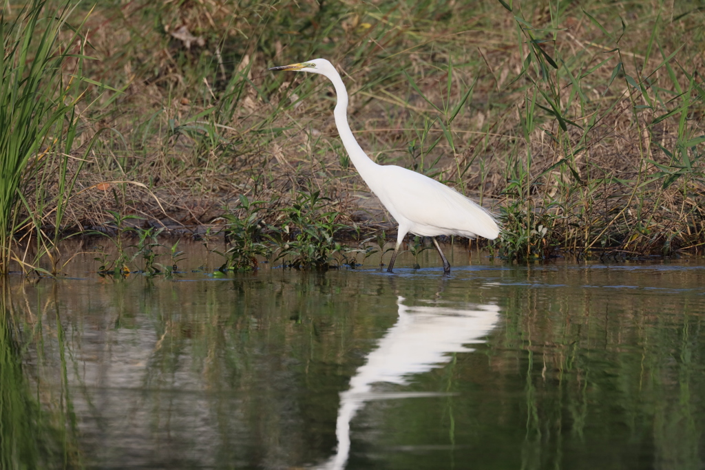 2020_08_02_IMG_3173_ダイサギ