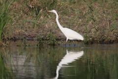 2020_08_02_IMG_3173_ダイサギ