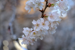 サクランボの花満開