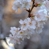 サクランボの花満開