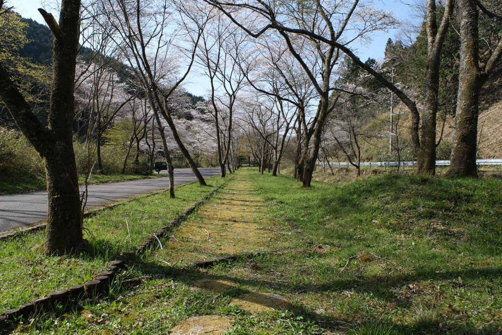 少し遅れた桜並木