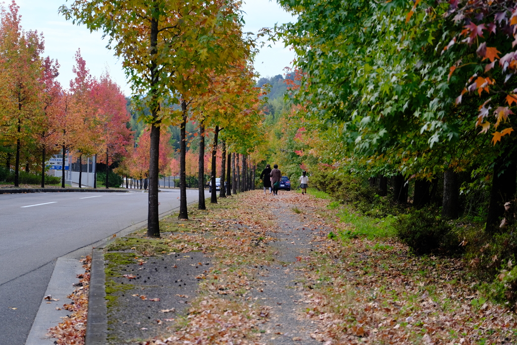 秋の散歩道