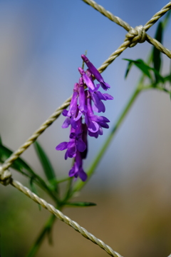 工事現場の花