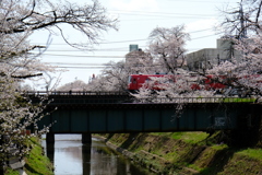 各務原市境川の桜　②