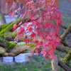 ラスト紅葉