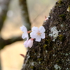紅一点