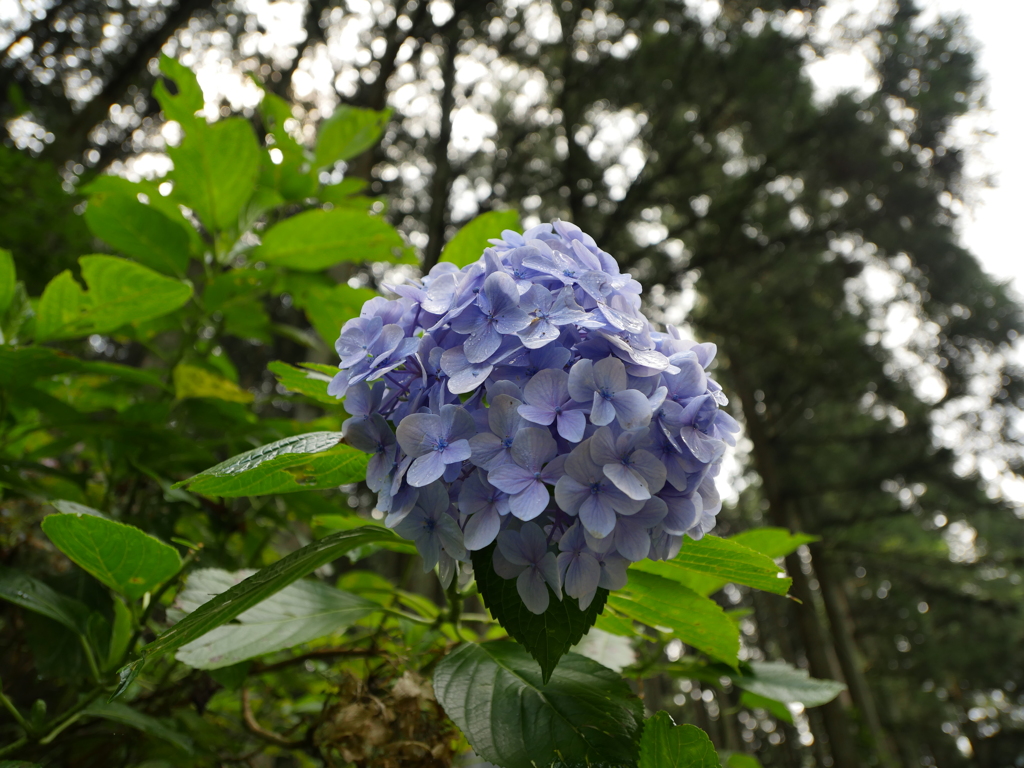 8月の紫陽花