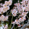 満開