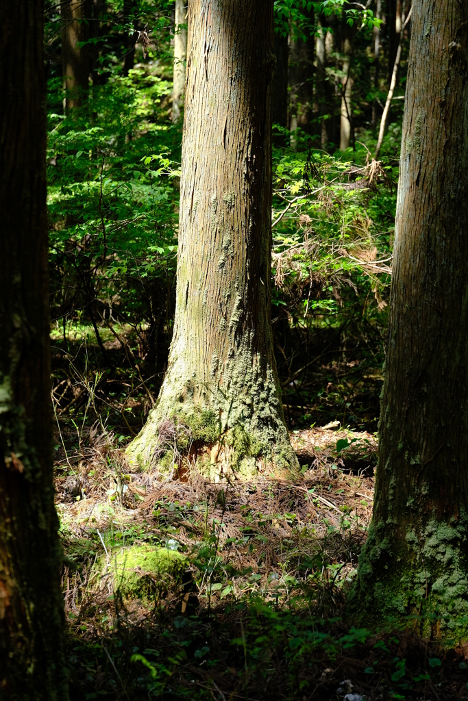 共存