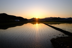 田植えシーズン