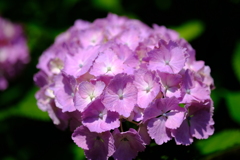 関市洞戸の紫陽花