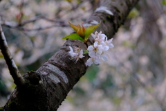 サクランボの花