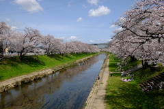 各務原市境川の桜
