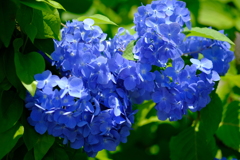 青色、野良紫陽花