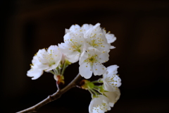 我が家のサクランボの花が開花