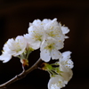 我が家のサクランボの花が開花