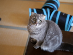 またですか？