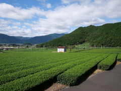 揖斐茶の茶畑