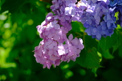 薄紫、野良紫陽花