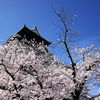 熊本城と桜