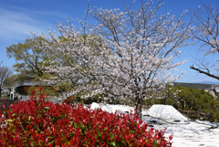 ベニカナメと桜