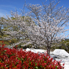 ベニカナメと桜