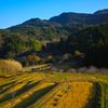 大山千枚田