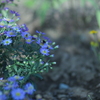 菊とデイジーと虻1