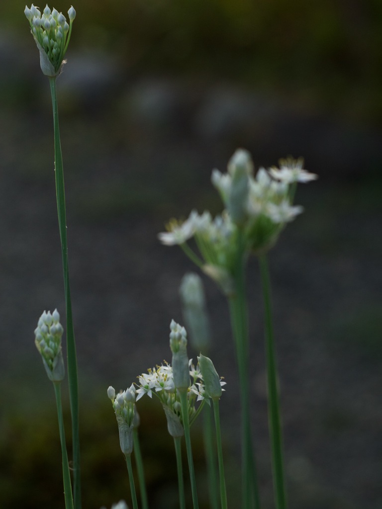 韮の花