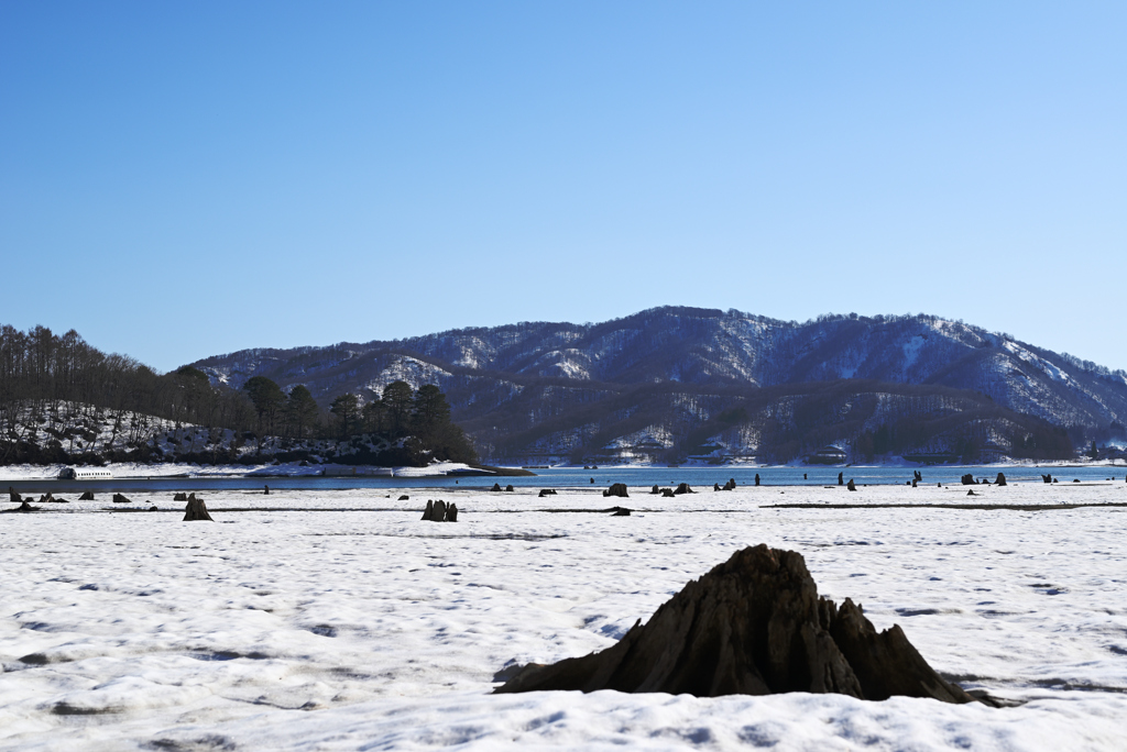 檜原湖の埋没林