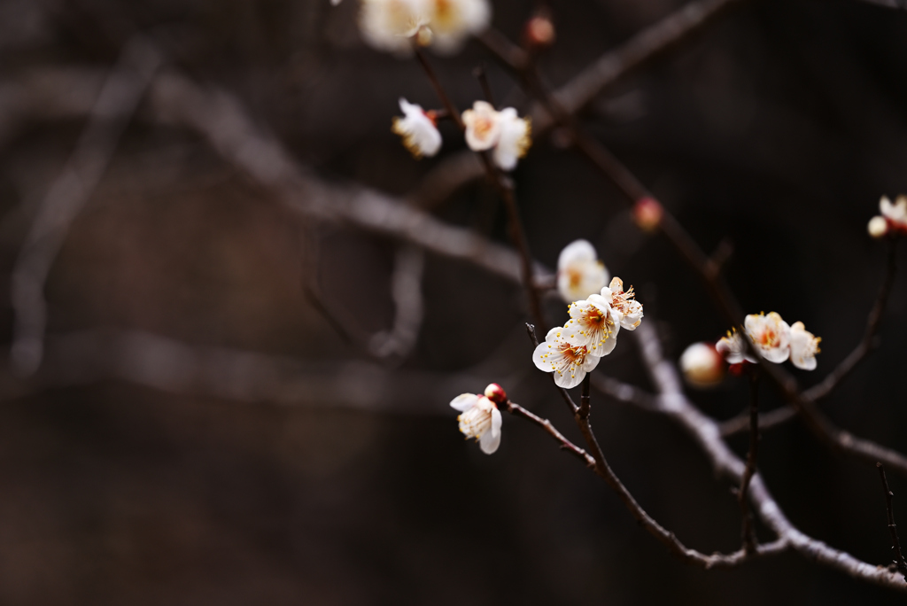 越生龍穏寺の梅１