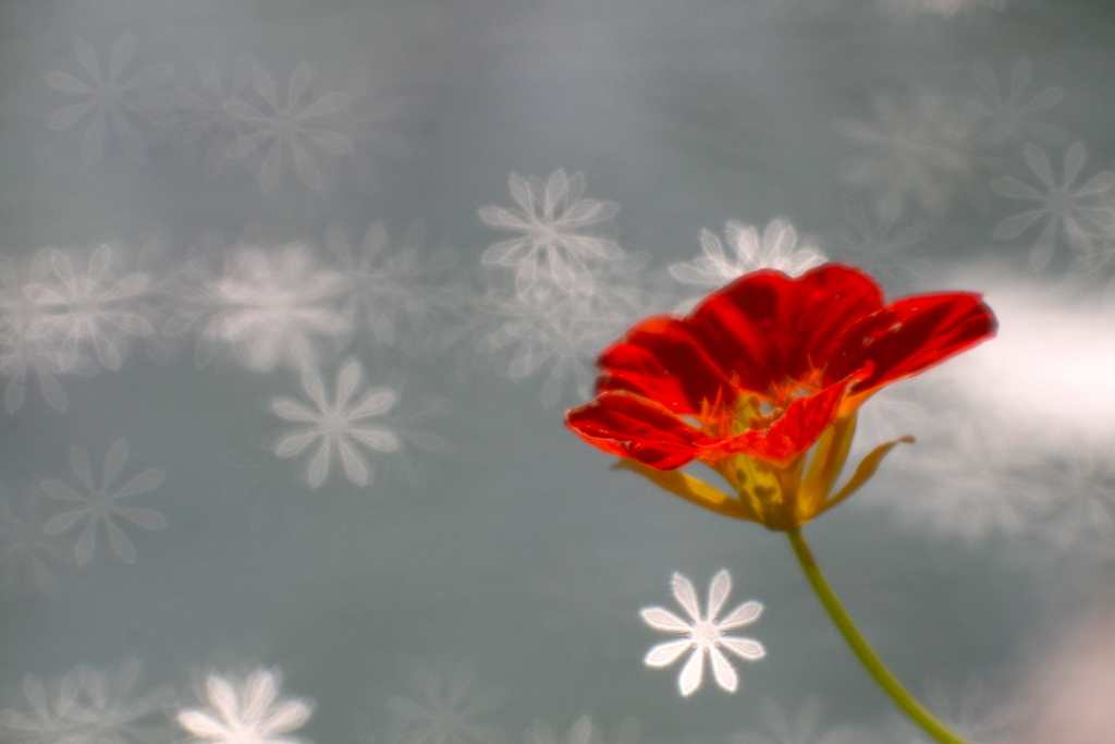 水辺の花