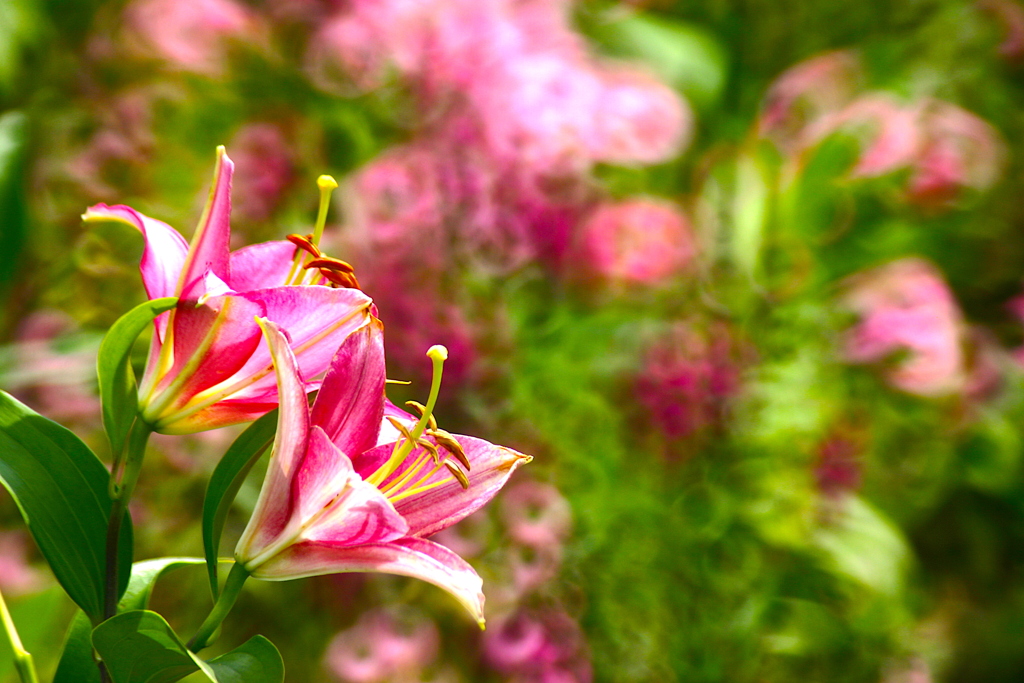 花 12