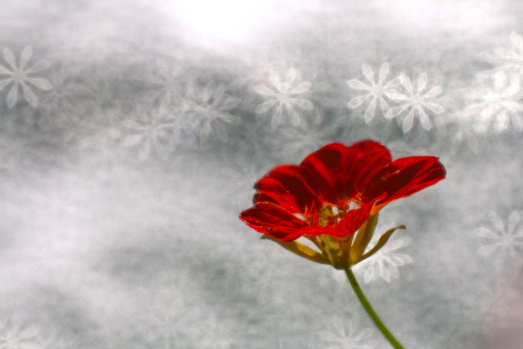 水辺の花 II