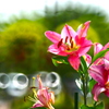 花 X