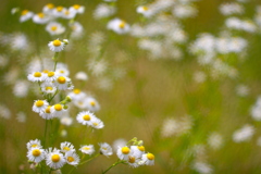 花 II