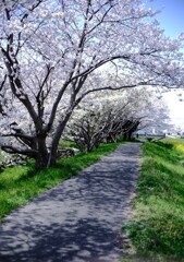 春の小路