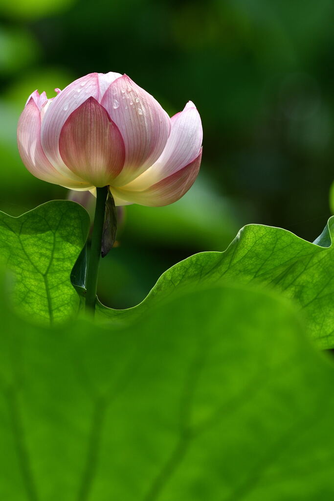 雨上がりの蓮の花