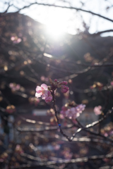 河津桜、これからが見頃