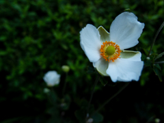 近所に咲く花