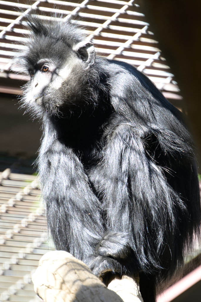 日向ぼっこ。佇む。