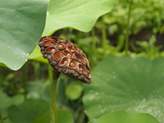 夏の終わり