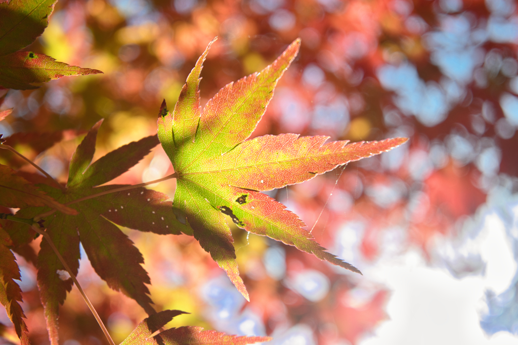 モミジ、イロイロ-3