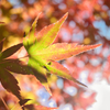モミジ、イロイロ-3