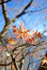 モミジ、イロイロ-2