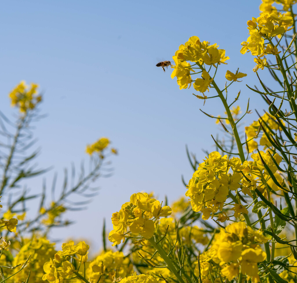 ソレイユの丘：菜の花撮影に挑む