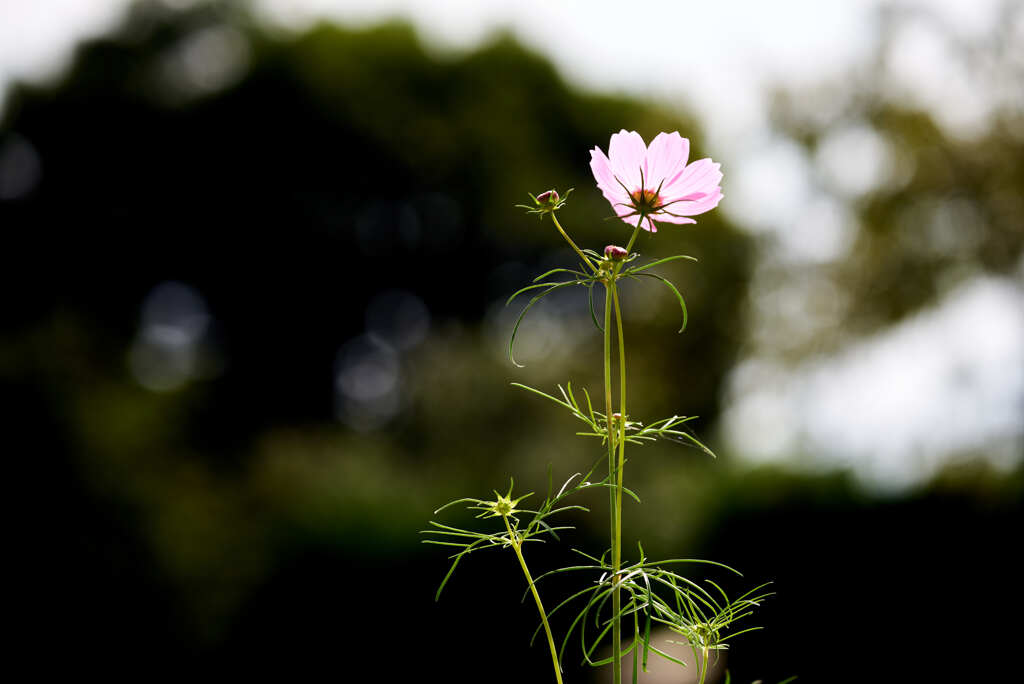 秋桜の花の咲くころ