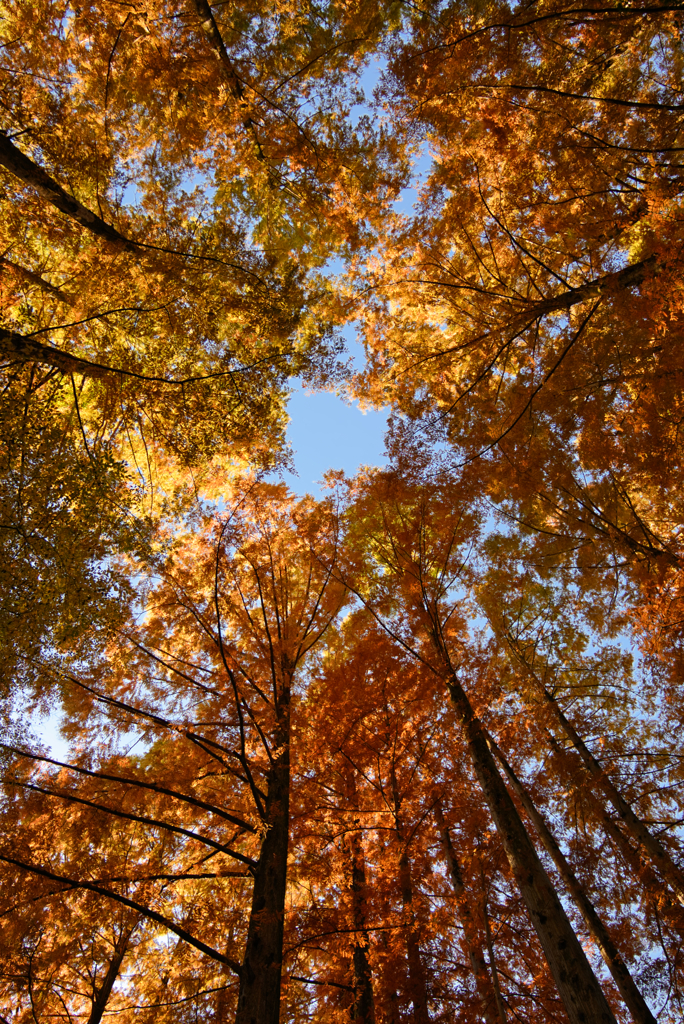 メタセコイヤの林にて